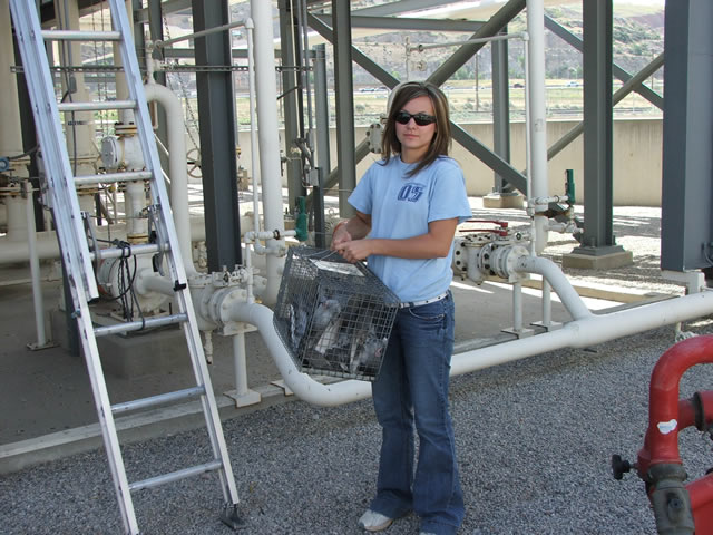 Allstate Animal Control, technician removing pigeons